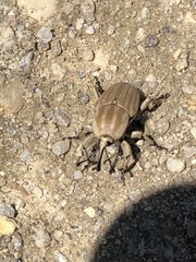 Sphenophorus aequalis