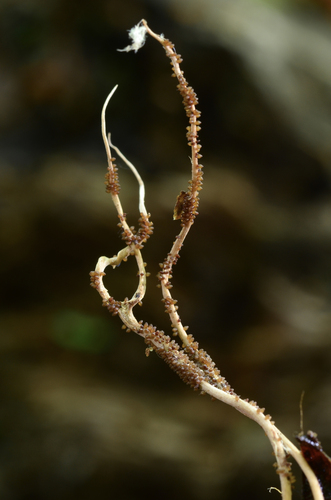 Ophiocordyceps acicularis