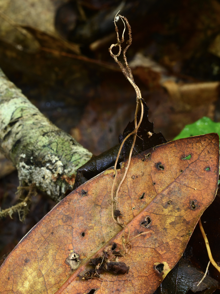 Ophiocordyceps acicularis
