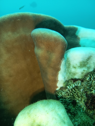 Pavona clavus observed 2026-07-23