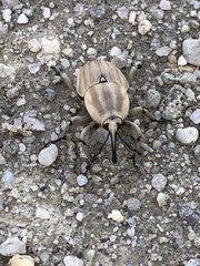 Sphenophorus aequalis