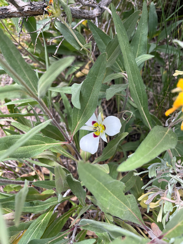 Calochortus bruneaunis, photograph 1