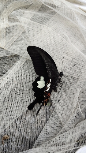 Red Helen Swallowtail
