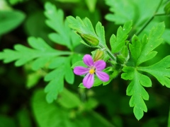 Geranium purpureum