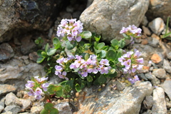 Noccaea rotundifolia, photograph (c) marius, some rights reserved (CC BY)