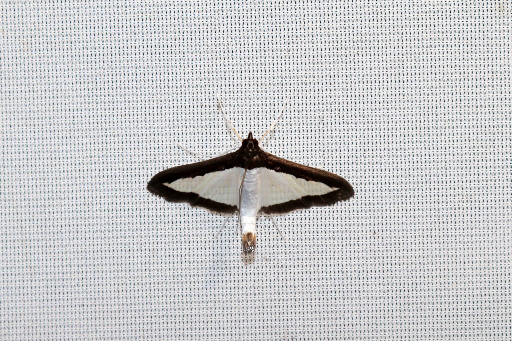 Diaphania translucidalis