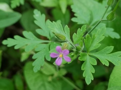 Geranium purpureum