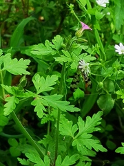 Geranium purpureum