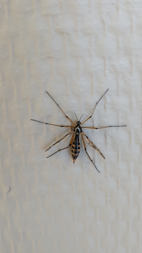 orange-marked cranefly, Rijswijk, Handelskade, 2288 EK Rijswijk, Netherlands, photo 8 of 10