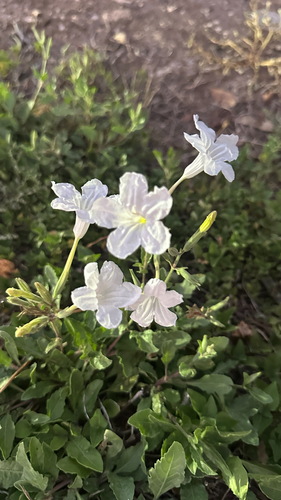 Ruellia metziae, photograph 3
