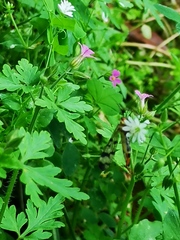 Geranium purpureum