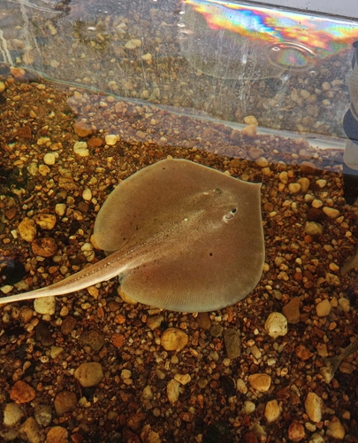 White-edge freshwater whipray (Fluvitrygon signifer) — Dasyatidae — 4