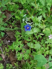 Lysimachia arvensis caerulea