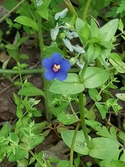 Lysimachia arvensis caerulea