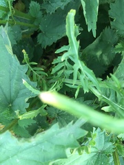 Brassicaceae