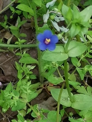 Lysimachia arvensis caerulea