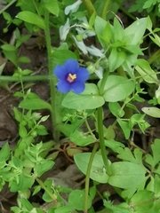 Lysimachia arvensis caerulea