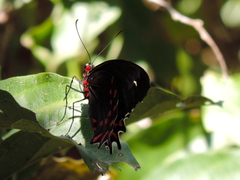 Parides photinus