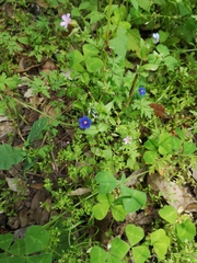 Lysimachia arvensis caerulea
