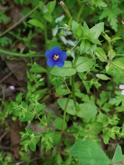 Lysimachia arvensis caerulea