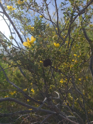 Large Creosote Gall Midge photo 6