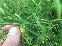 Brassicaceae