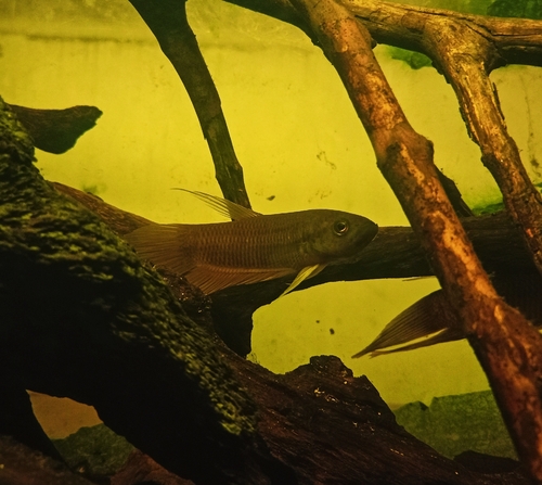 Betta hipposideros