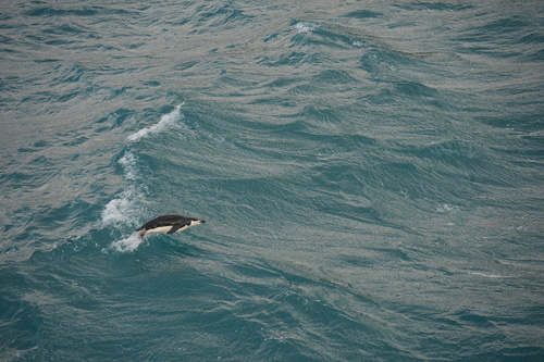 Pygoscelis antarcticus observed 2026-04-08