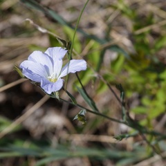 Linum nervosum