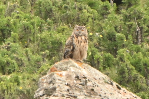 Eurasian Eagle-Owl