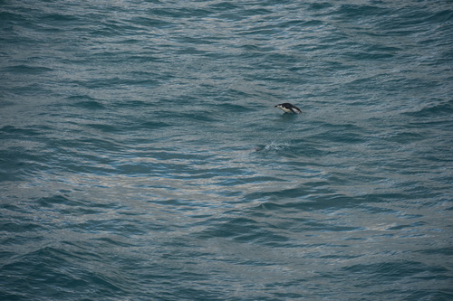 iNaturalist image