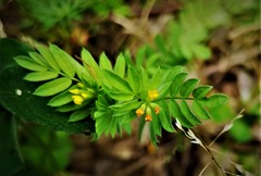 Ornithopus compressus