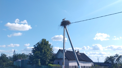 European White Stork