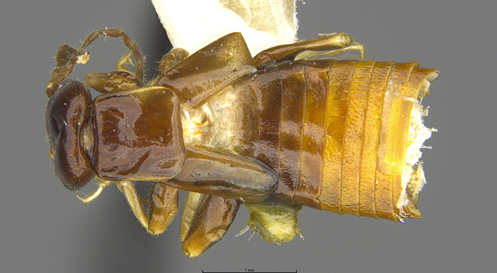 Marava draco