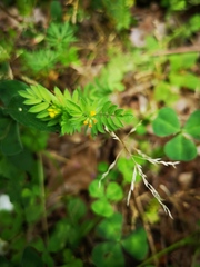 Ornithopus compressus