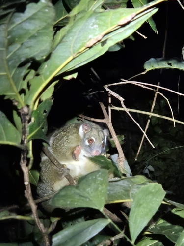 Green Ringtail
