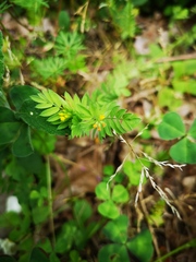 Ornithopus compressus