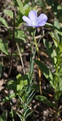 Linum nervosum
