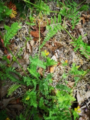 Ornithopus compressus