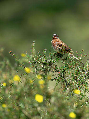 Pine Bunting