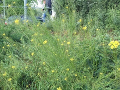 Brassicaceae