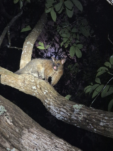 Common Brushtail Possum