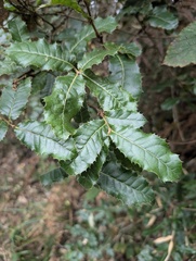 (c) Rohit, some rights reserved (CC BY-SA) Quercus semecarpifolia, photograph (c) Rohit, some rights reserved (CC BY-SA)