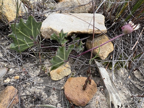 Othonna hederifolia