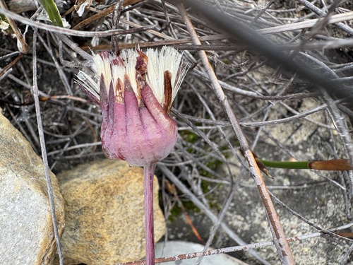Othonna hederifolia