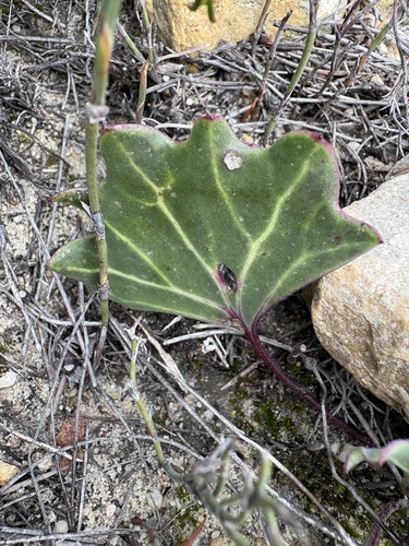 Othonna hederifolia