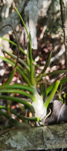 Tillandsia bulbosa, photograph 1