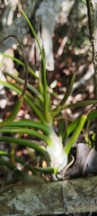 Tillandsia bulbosa