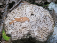 Leccinum insigne