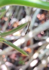 Tillandsia bulbosa, photograph (c) Douglas Caro Lopez, some rights reserved (CC BY)